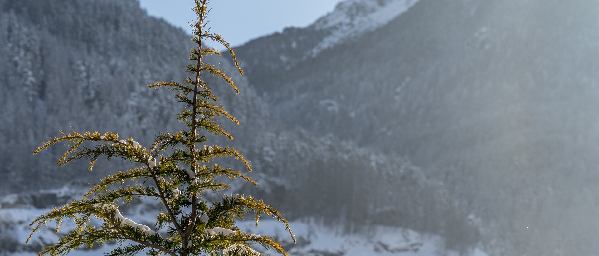 Snow-covered conifer in front of sunny winter mountains | © Johannes Brunner