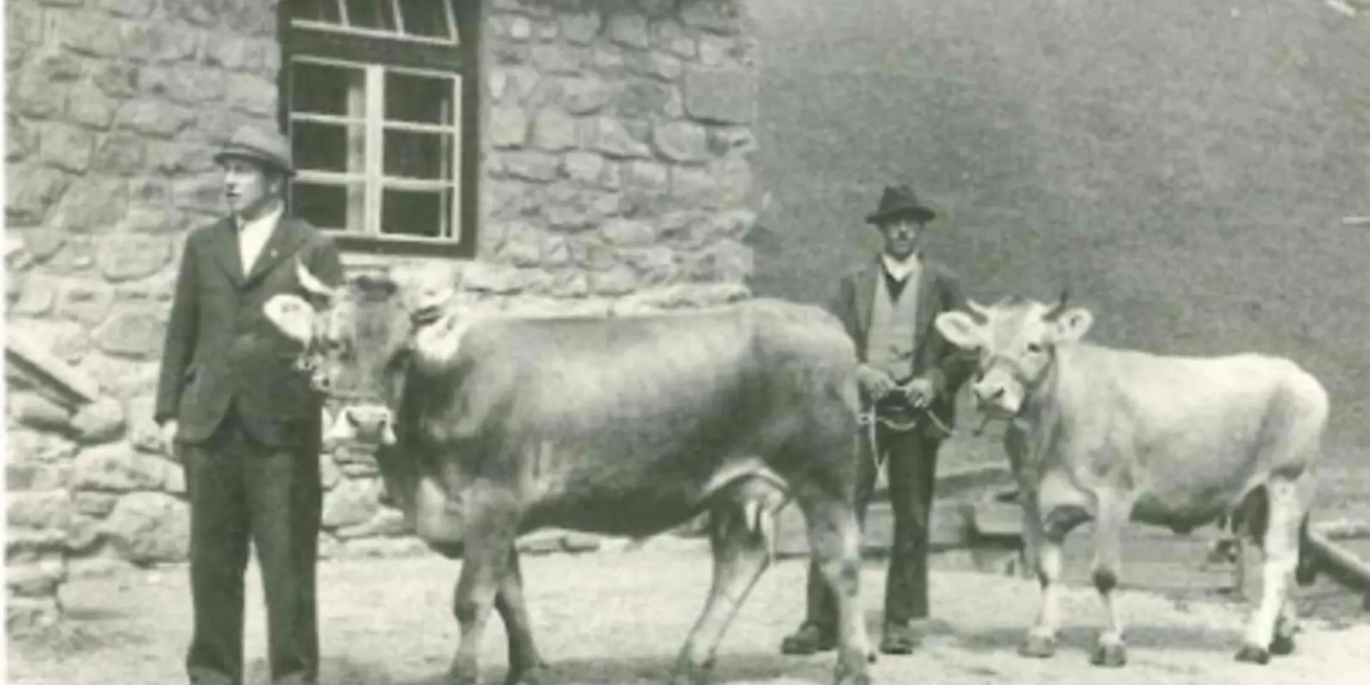 cow trading Sölden