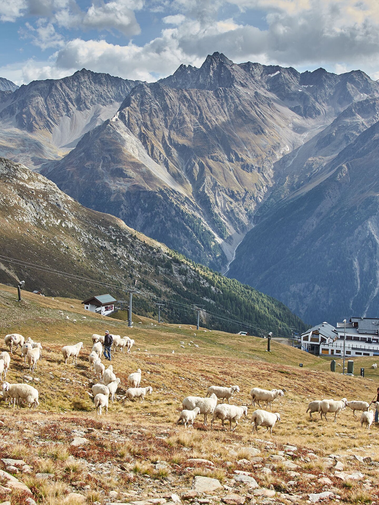 Schafe in den Ötztaler Alpen