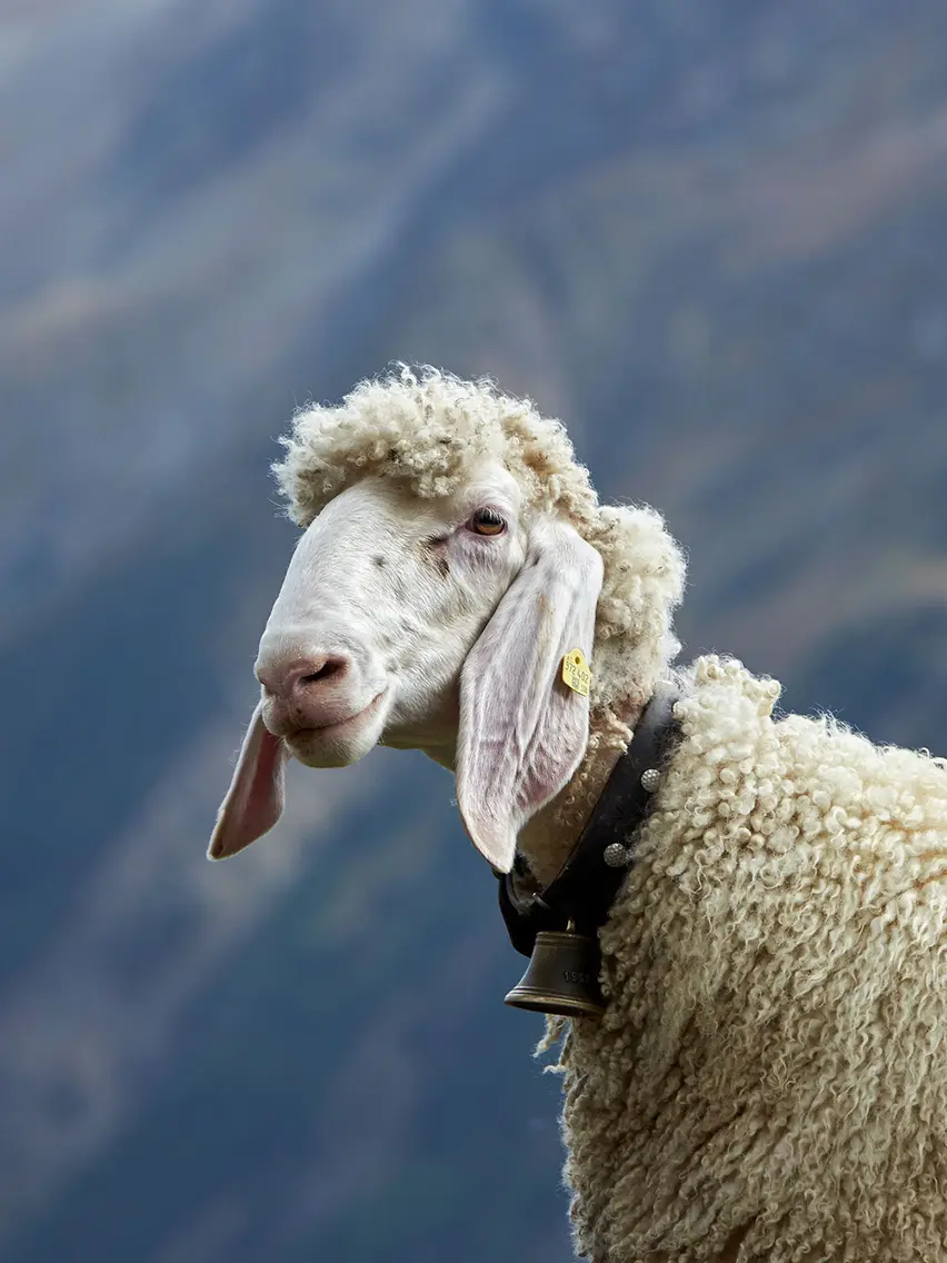 sheep in Sölden