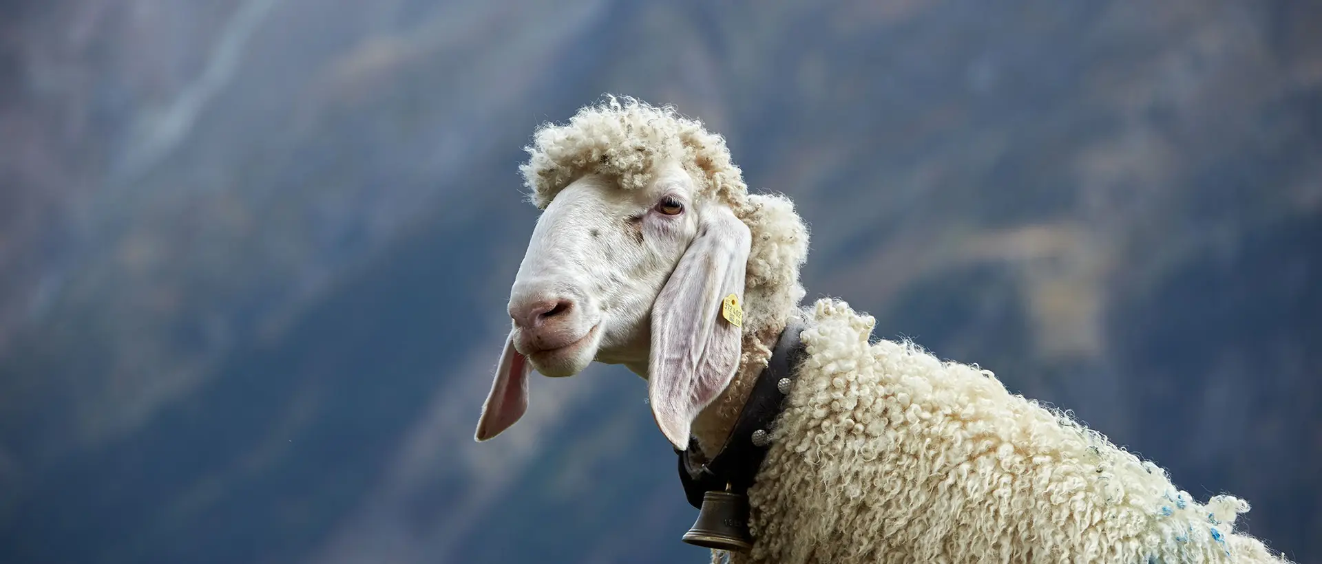 sheep in Sölden