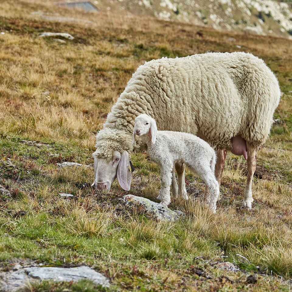 Ötztal mountain sheep