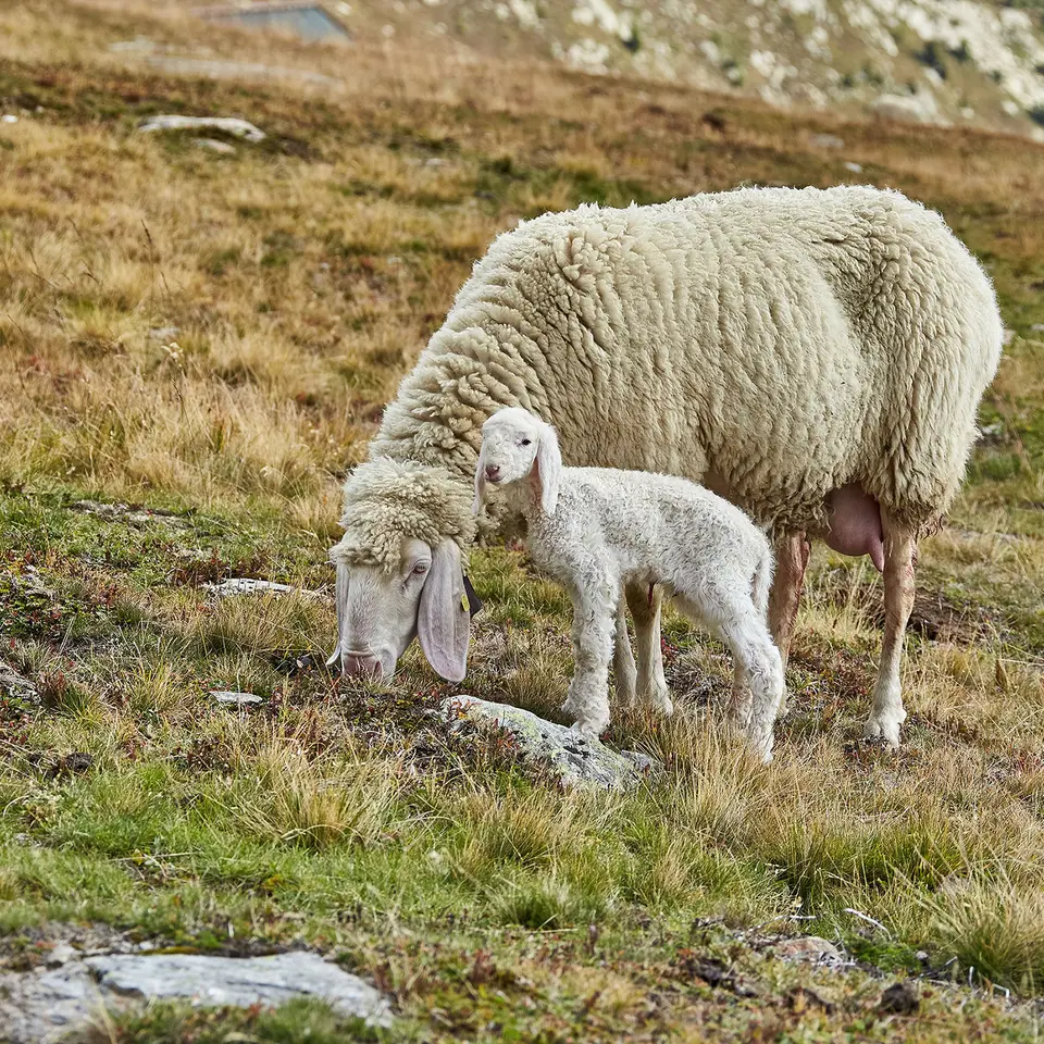 Ötztal mountain sheep