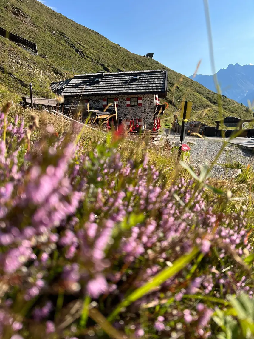 Mountain flowers in the foreground of the Rettenbach Alm