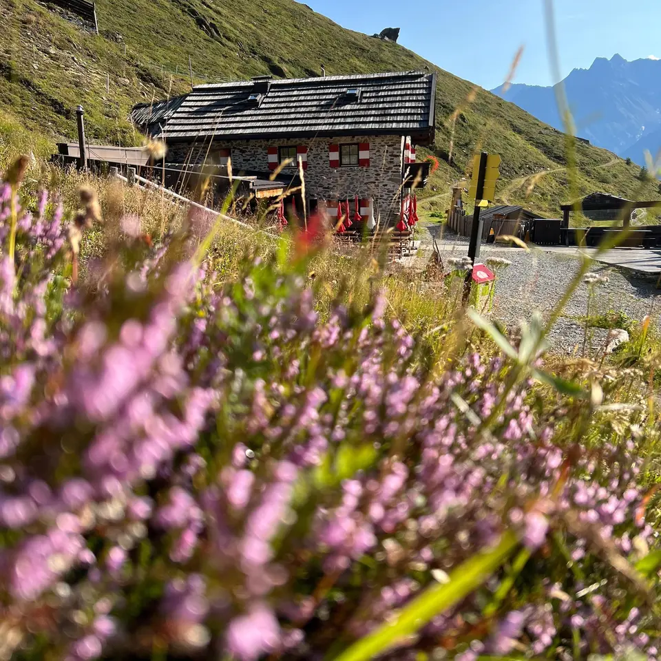 Bergblumen im Vordergrund der Rettenbach Alm