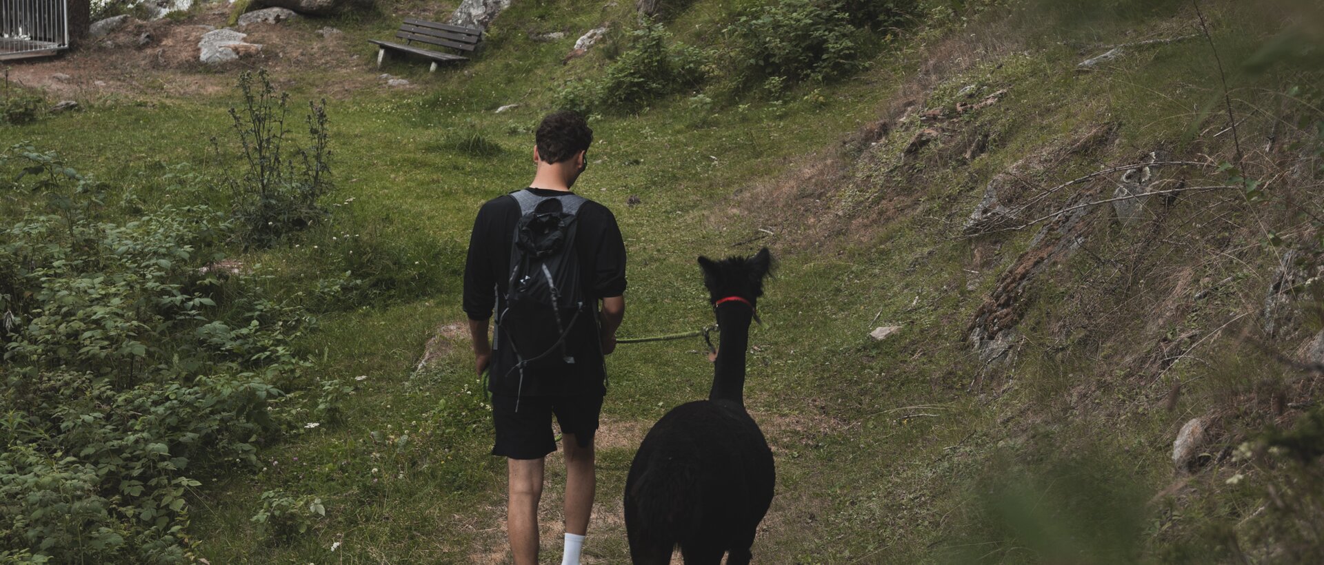 Hiking with an Alpaka