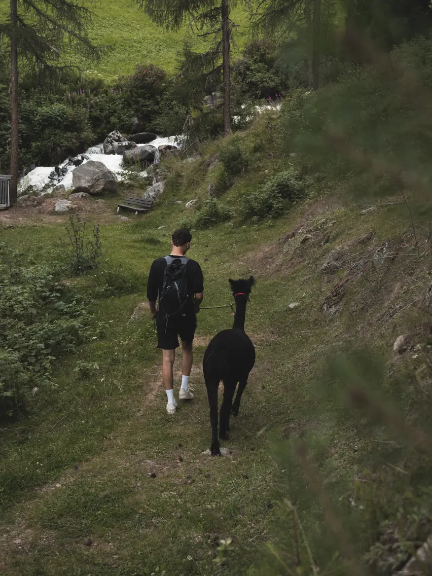 Hiking with an Alpaka